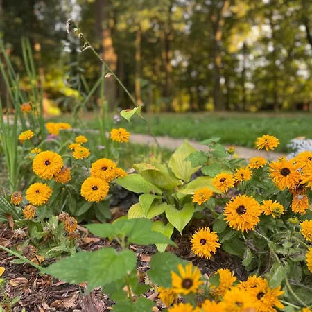Appartement Premium Platinium Rzeszów