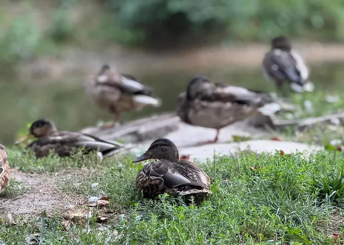 Premium Platinium * رشيشوف